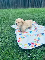 Biscuit , a male French Bulldog for sale in Miami, OK – 2 of 6