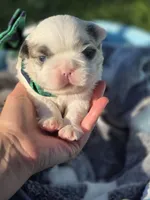 CURLY FLUFFY MALE , a male French Bulldog for sale in Miami, OK – 4 of 10