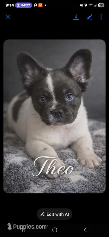 Fluffy male  – French Bulldog puppy for sale in Miami, OK