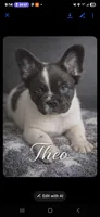 Fluffy male , a male French Bulldog for sale in Miami, OK – Photo 1 of 7