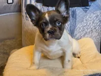 Fluffy male , a male French Bulldog for sale in Miami, OK – Photo 4 of 7