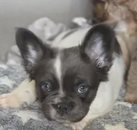 Fluffy male , a male French Bulldog for sale in Miami, OK – Photo 2 of 7