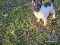 Fluffy male , a male French Bulldog for sale in Miami, OK – Photo 7 of 7