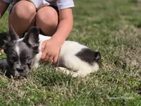 Fluffy male , a male French Bulldog for sale in Miami, OK – Photo 5 of 7