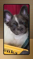 Fluffy male , a male French Bulldog for sale in Miami, OK – Photo 3 of 7