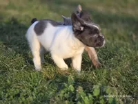 Fluffy male , a male French Bulldog for sale in Miami, OK – Photo 6 of 7