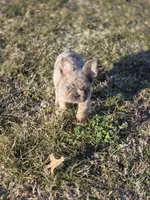 Louie , a male French Bulldog for sale in Miami, OK – Photo 8 of 10