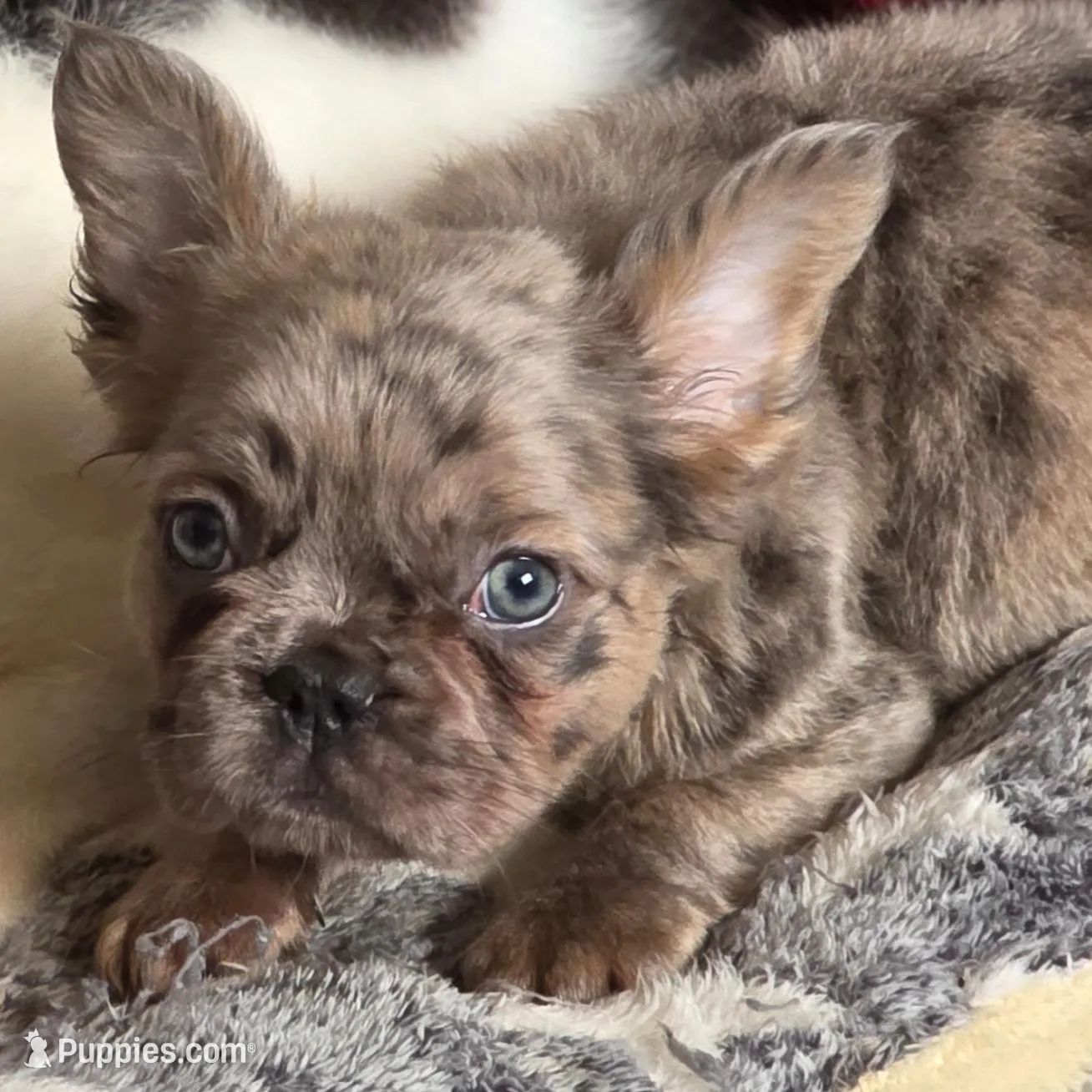 Louie , a male French Bulldog for sale in Miami, OK – Photo 6 of 10