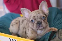 Louie , a male French Bulldog for sale in Miami, OK – Photo 9 of 10