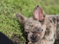 FLUFFY merle male , a male French Bulldog for sale in Miami, OK – Photo 8 of 10