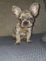 Louie , a male French Bulldog for sale in Miami, OK – Photo 10 of 10
