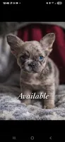 Louie , a male French Bulldog for sale in Miami, OK – Photo 4 of 10