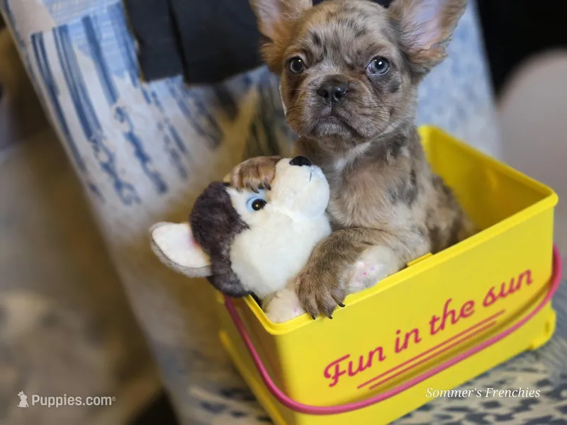 Louie  – French Bulldog puppy for sale in Miami, OK