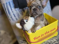 Louie , a male French Bulldog for sale in Miami, OK – Photo 1 of 10