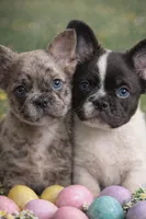 Louie , a male French Bulldog for sale in Miami, OK – Photo 7 of 10