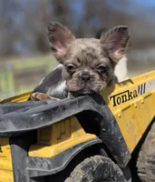 Louie , a male French Bulldog for sale in Miami, OK – Photo 5 of 10