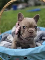 Magnolia , a female French Bulldog for sale in Miami, OK – 6 of 8