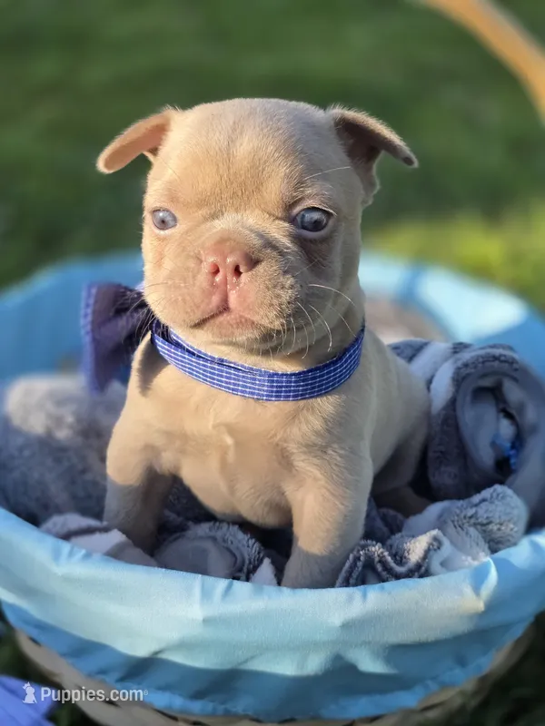 Ruger Newshade Isabella Fluffy Carrier  – French Bulldog puppy for sale in Miami, OK