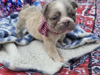 Lilac fluffy male , a male French Bulldog for sale in Miami, OK – 7 of 9