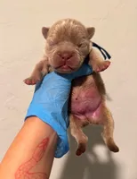 FLUFFY isabella male , a male French Bulldog for sale in Miami, OK – 7 of 9