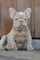 Chanel , a female French Bulldog for sale in Miami, OK – 6 of 10