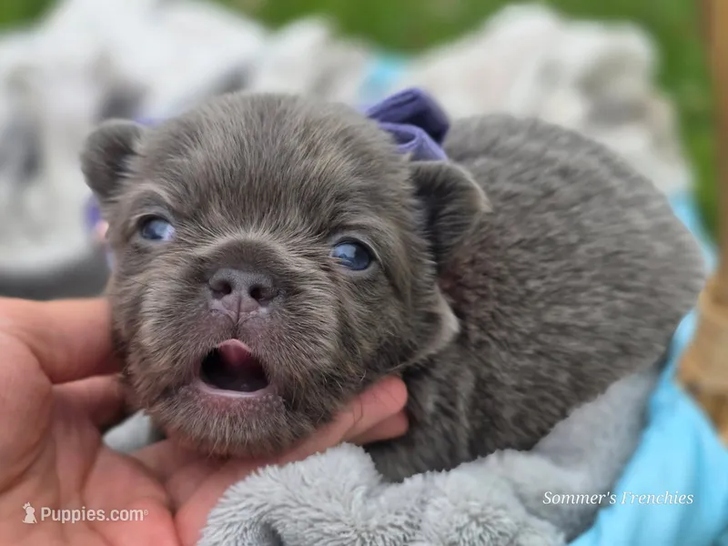 Lilac and tan fluffy female  – French Bulldog puppy for sale in Miami, OK