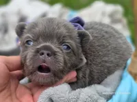 Lilac and tan fluffy female , a female French Bulldog for sale in Miami, OK – 1 of 10