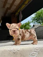 TITAN, a male French Bulldog for sale in Miami, OK – 3 of 7