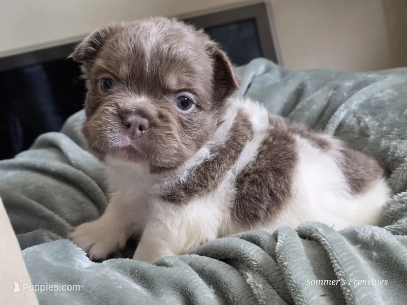 Gunner  – French Bulldog puppy for sale in Miami, OK