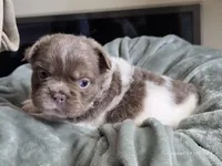 Fluffy Male 💙, a male French Bulldog for sale in Miami, OK – Photo 6 of 10