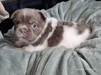 Fluffy Male 💙, a male French Bulldog for sale in Miami, OK – Photo 5 of 10