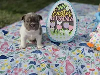 Fluffy Male 💙, a male French Bulldog for sale in Miami, OK – Photo 10 of 10