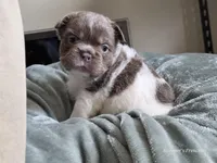 Fluffy Male 💙, a male French Bulldog for sale in Miami, OK – Photo 4 of 10