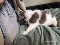 Fluffy Male 💙, a male French Bulldog for sale in Miami, OK – Photo 7 of 10