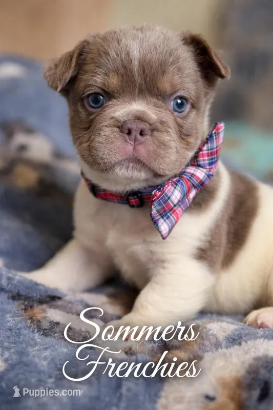 Fluffy Male 💙 – French Bulldog puppy for sale in Miami, OK