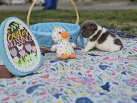 Fluffy Male 💙, a male French Bulldog for sale in Miami, OK – Photo 9 of 10