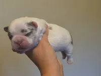 Batman fluffy male , a male French Bulldog for sale in Miami, OK – 4 of 7