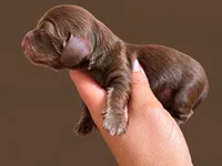 Mini long haired male , a male Miniature Dachshund for sale in Miami, OK – 2 of 3