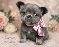Lilac and tan fluffy female 🥰, a female French Bulldog for sale in Miami, OK – 3 of 10