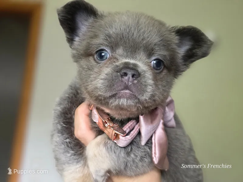 Lilac and tan fluffy female 🥰 – French Bulldog puppy for sale in Miami, OK