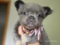 Lilac and tan fluffy female 🥰, a female French Bulldog for sale in Miami, OK – 1 of 10