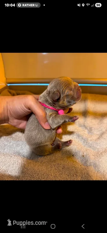 Newshade isabella female 🎀 – French Bulldog puppy for sale in Miami, OK