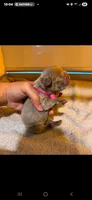 Newshade isabella female 🎀, a female French Bulldog for sale in Miami, OK – 1 of 6