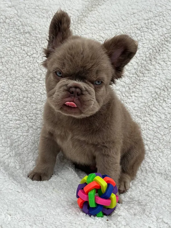 Bella solid chocolate  – French Bulldog puppy for sale in Miami, OK