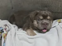 Toast , a male French Bulldog for sale in Miami, OK – 3 of 6