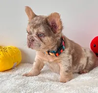 CHANEL ROJO MERLE , a female French Bulldog for sale in Miami, OK – 2 of 3
