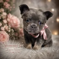 Lilac and tan fluffy female 🥰, a female French Bulldog for sale in Miami, OK – 2 of 10
