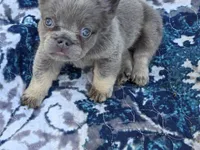 Lilac and tan fluffy female 🥰, a female French Bulldog for sale in Miami, OK – 9 of 10