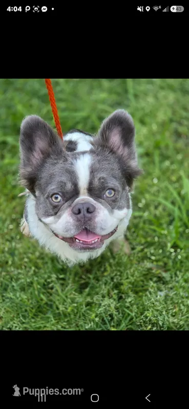Koda  – French Bulldog puppy for sale in Miami, OK
