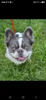 Koda , a male French Bulldog for sale in Miami, OK – 1 of 10